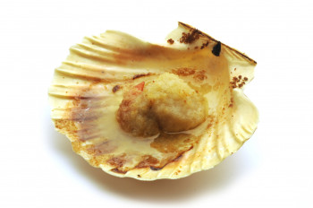 Coquille st Jacques à la bretonne