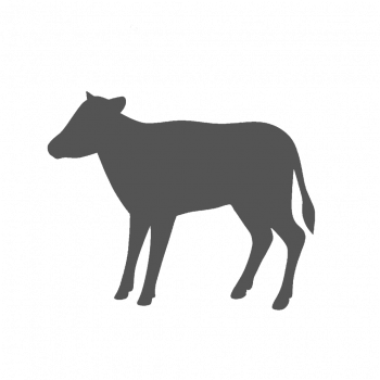 Tete de veau