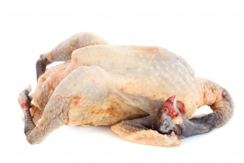 Pintade fermiere effilée